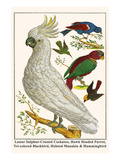 Lesser Sulphur-Crested Cockatoo  Hawk Headed Parrot  Tri-Colored Blackbird  Heleted Manakin  etc