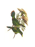 White Throated Toucanet