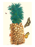 Butterfly and Beetle on a Pineapple