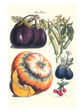 Vegetables; Eggplant  Raddish  Pumpkin  Gourd  Pepper and Okra