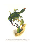 Chestnut Tipped Toucanet