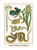 Snakes  Birds and Sunflower