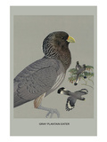 Grey Plantain Eater