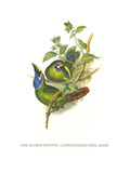 Blue Throated Toucanet