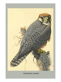 Abyssinian Lanner