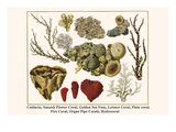 Cnidaria  Smooth Flower Coral  Golden Sea Fans  Lettuce Coral  Plate Coral  Fire Coral  etc
