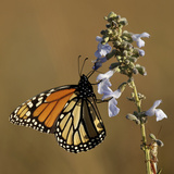 Travel Trip Tallgrass Prairie