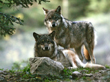 Asap Entertainment Plays with Wolves