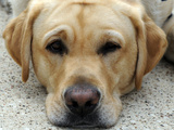Service Dogs