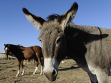 Texas vs Burros