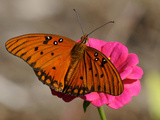 Passion Butterfly