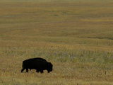 Travel Trip Tallgrass Prairie
