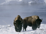 Norton Yellowstone