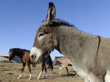 Texas vs Burros