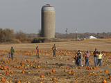 Picking Pumpkins