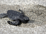 APTOPIX El Salvador Turtles Released