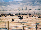 Yellowstone Bison