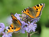 DEU Wetter Sschmetterling
