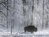 Yellowstone Norton