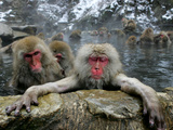 Japan Hot Spa Monkeys