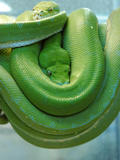 Pets Special Snakes