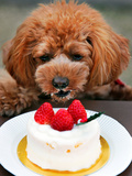 Japan Dog Christmas Cake