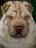 Cuba International Spring Dog Show