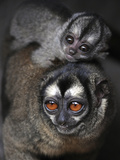 APTOPIX Colombia Zoo