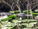 Everglades Tourism