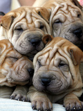 APTOPIX Cuba Dog Show