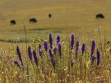 Travel Trip Tallgrass Prairie