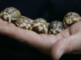 APTOPIX Italy Libya Baby Tortoises