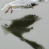 APTOPIX Serbia Montenegro Bird Flu