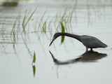Cloudy Day in Everglades