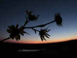 Travel Trip Tallgrass Prairie