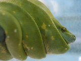 Pets Special Snakes