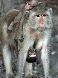 APTOPIX Thailand Monkey Festival