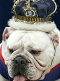 Bulldog Beauty