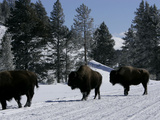 Norton Yellowstone
