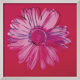 Daisy  c1982  (crimson and pink)