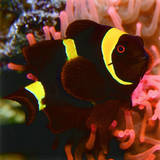 Clownfish III