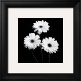 Gerbera Portrait II