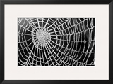 Spider Web Sparkle