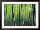 The Bamboo Grove