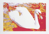 White Swan