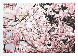 Magnolia II