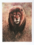 Stalking Lion