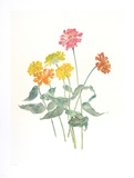 Zinnias