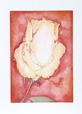 Yellow Rose