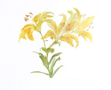 Tiger Lily